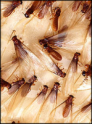 termites.com-formosan-termite-alates-252w-x-188h